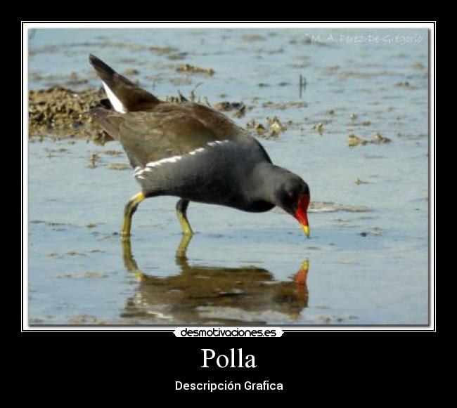 Polla - 