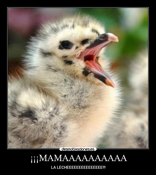 ¡¡¡MAMAAAAAAAAAA - LA LECHEEEEEEEEEEEEEEE!!!