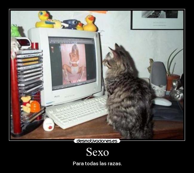 Sexo - 