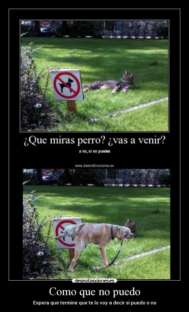 carteles perros gatos desmotivaciones