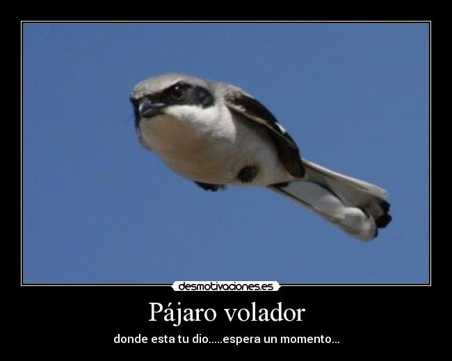 Pájaro volador - 