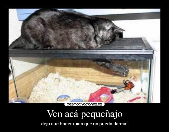 Ven acá pequeñajo -