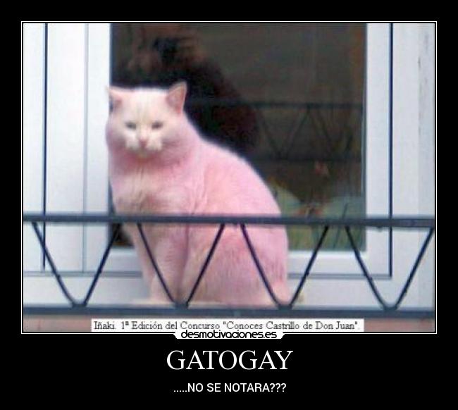 GATOGAY -