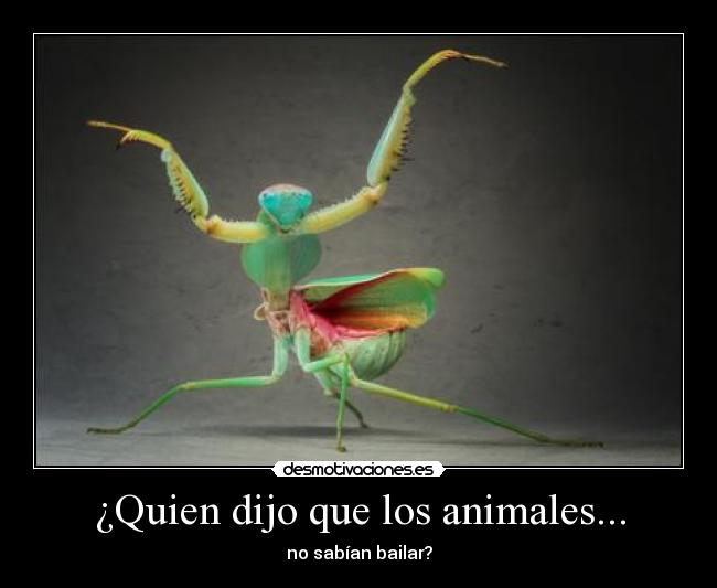 ¿Quien dijo que los animales... -