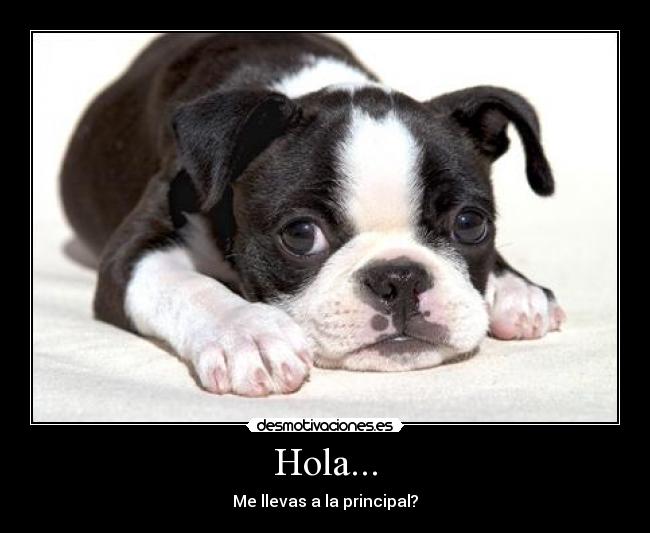 carteles perro desmotivaciones