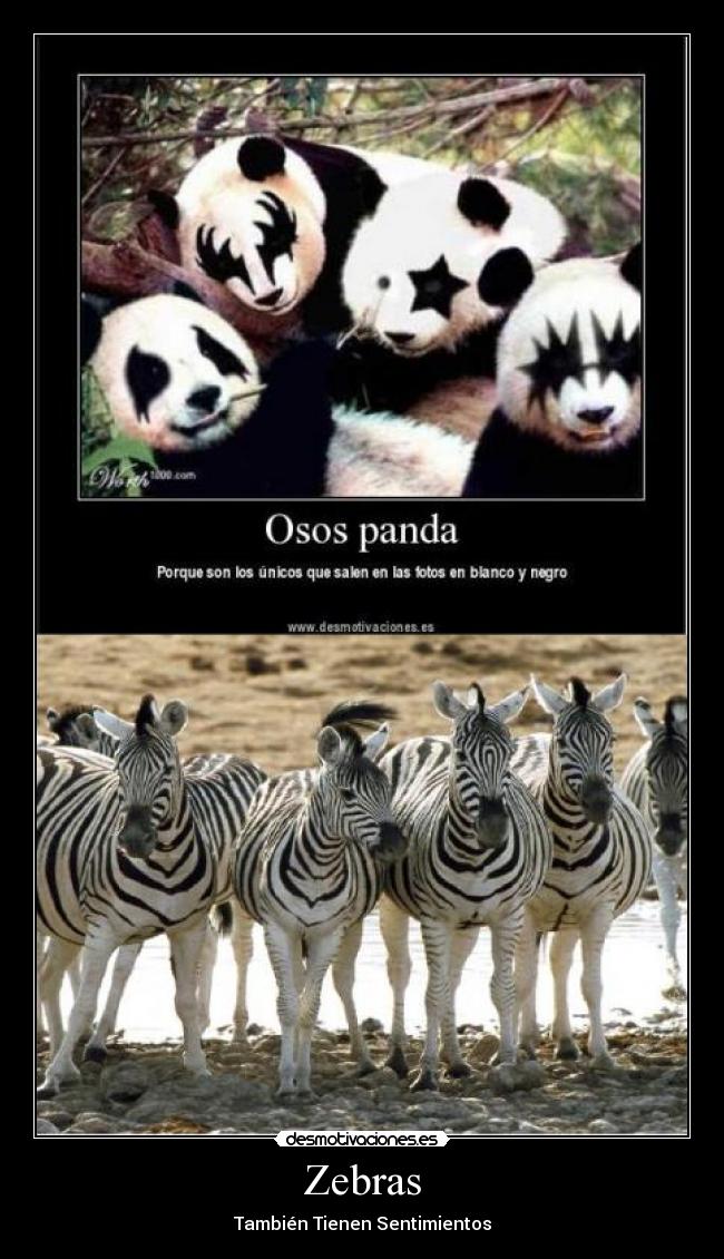Zebras - 