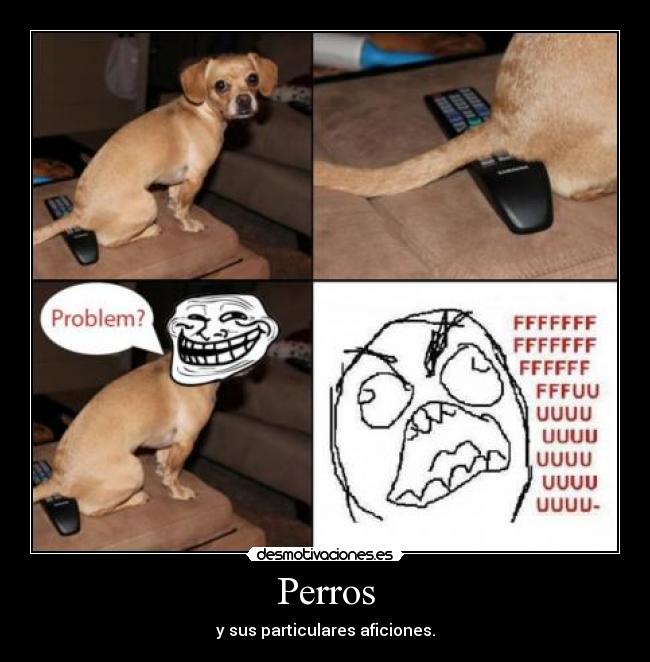 Perros - 