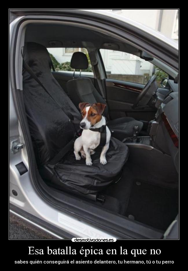 Esa batalla épica en la que no - sabes quién conseguirá el asiento delantero, tu hermano, tú o tu perro