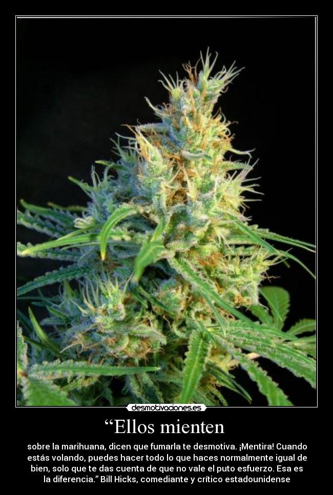 “Ellos mienten  - sobre la marihuana, dicen que fumarla te desmotiva. ¡Mentira! Cuando
estás volando, puedes hacer todo lo que haces normalmente igual de
bien, solo que te das cuenta de que no vale el puto esfuerzo. Esa es
la diferencia.” Bill Hicks, comediante y crítico estadounidense