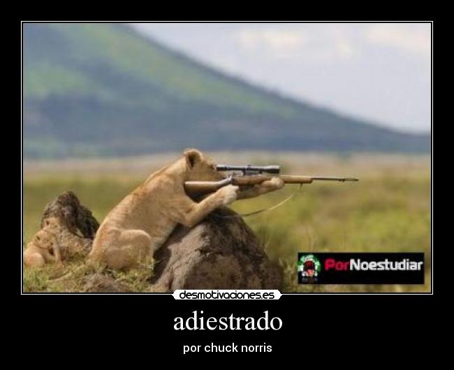 adiestrado - 