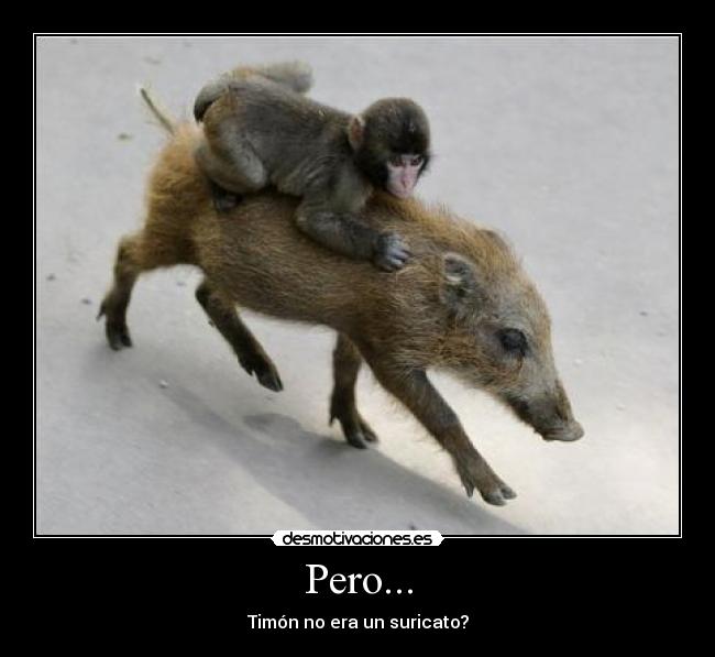 Pero... - Timón no era un suricato?