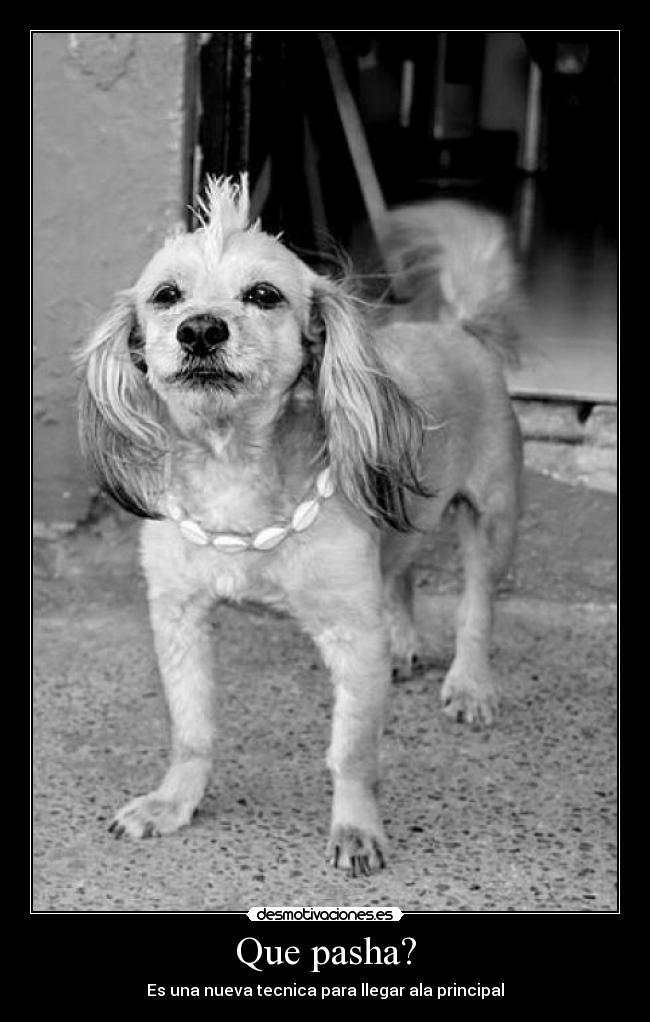 Que pasha? - Es una nueva tecnica para llegar ala principal