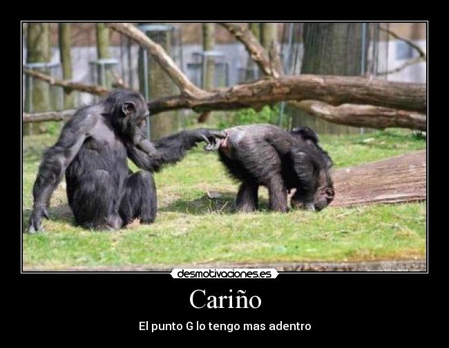 Cariño - 