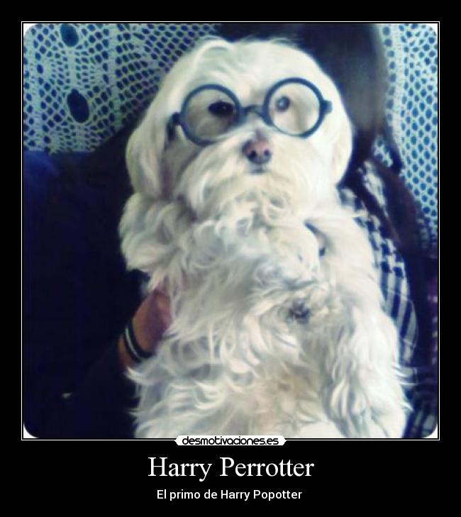Harry Perrotter - El primo de Harry Popotter