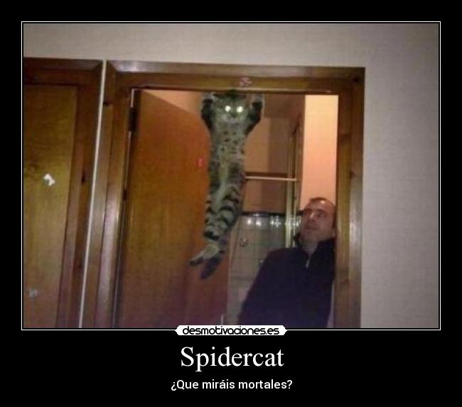 Spidercat - ¿Que miráis mortales?