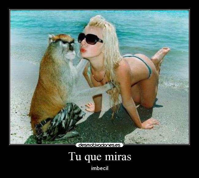 Tu que miras - imbecil
