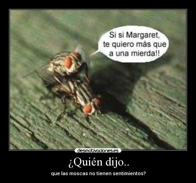 carteles moscas sentimientos mierda margaret rob desmotivaciones