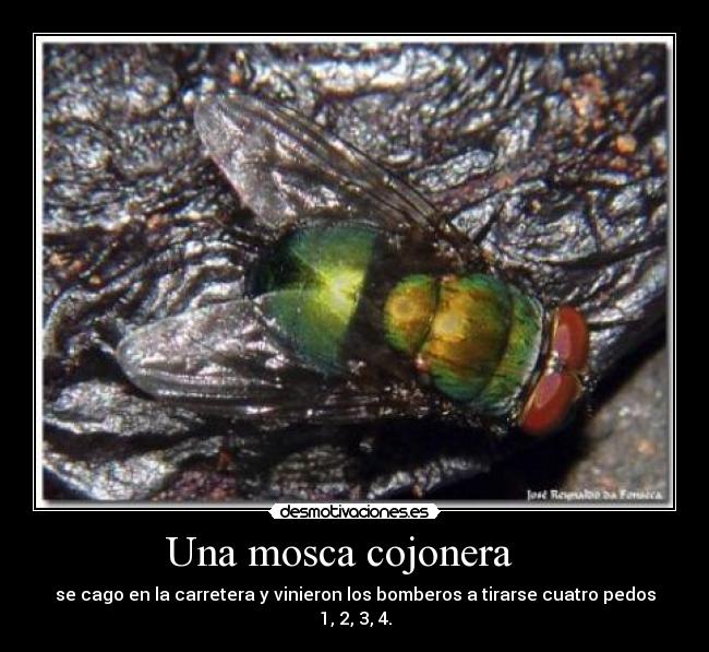 Una mosca cojonera    - 