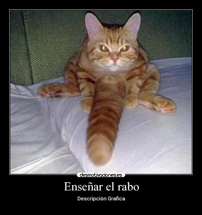 Enseñar el rabo -