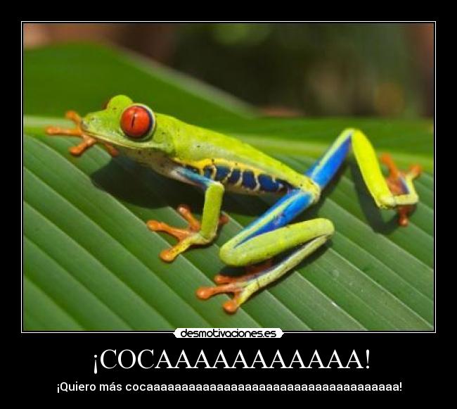 ¡COCAAAAAAAAAAA! - ¡Quiero más cocaaaaaaaaaaaaaaaaaaaaaaaaaaaaaaaaaaaa!