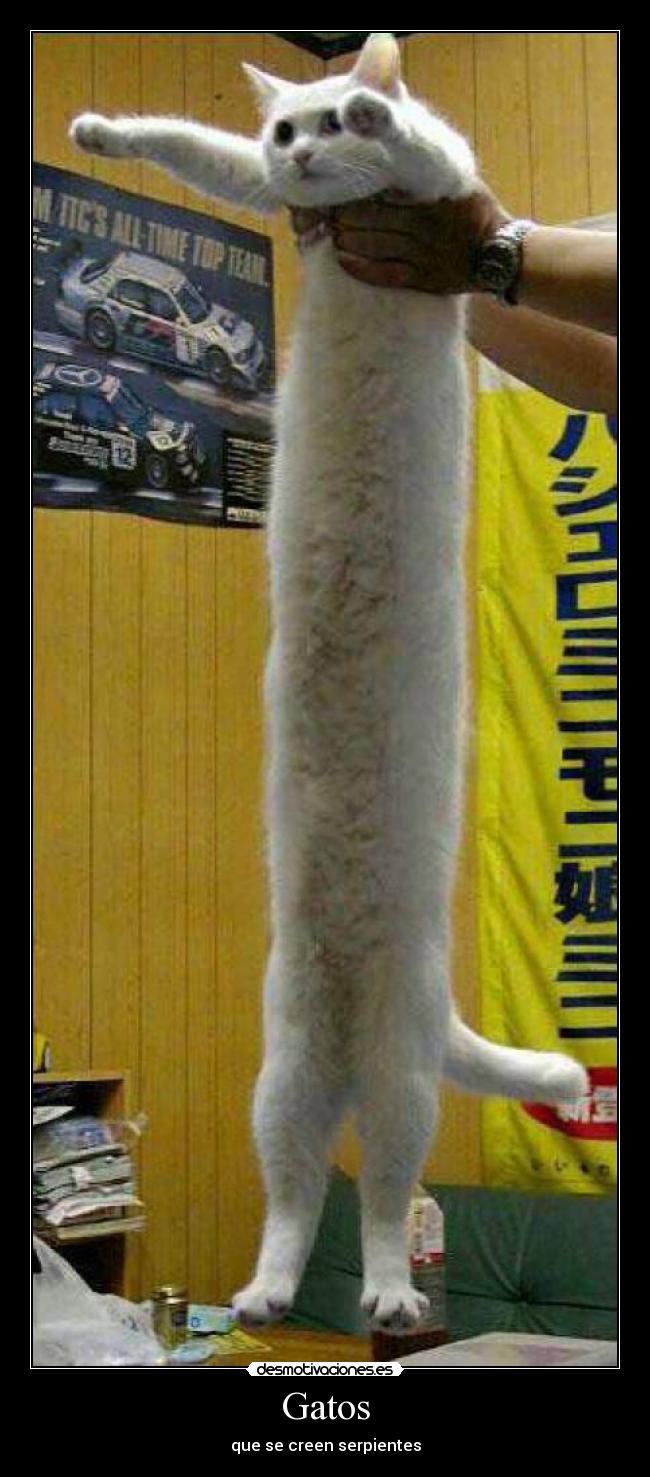 Gatos - que se creen serpientes