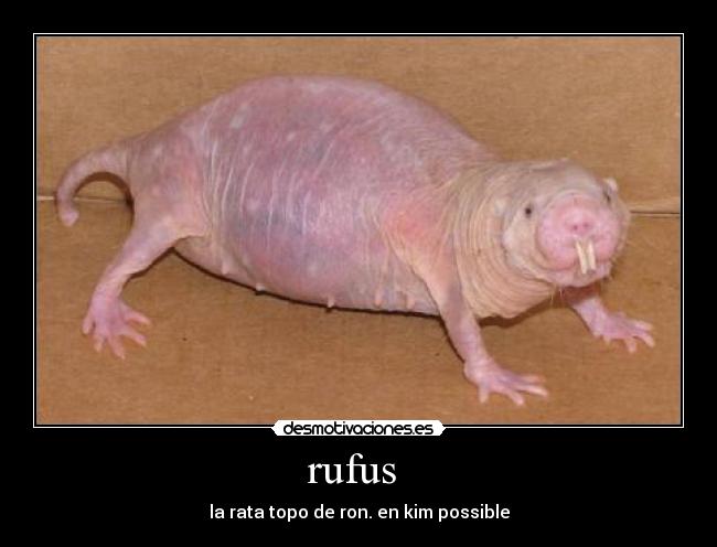 rufus - la rata topo de ron. en kim possible