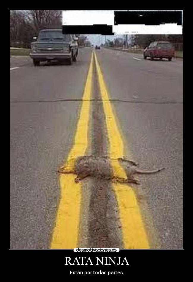 RATA NINJA - Están por todas partes.