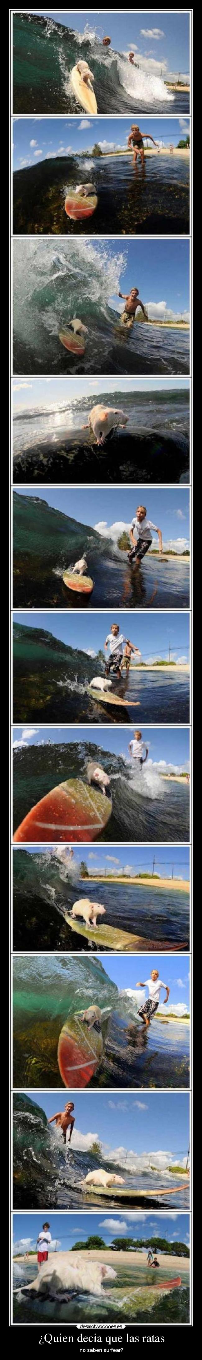 ¿Quien decia que las ratas -