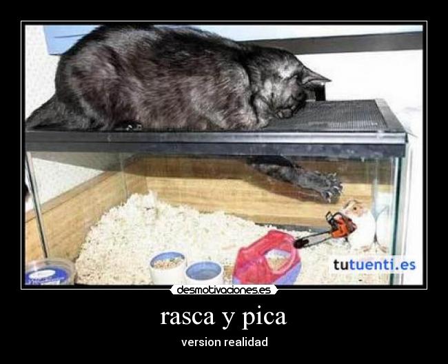 rasca y pica - version realidad