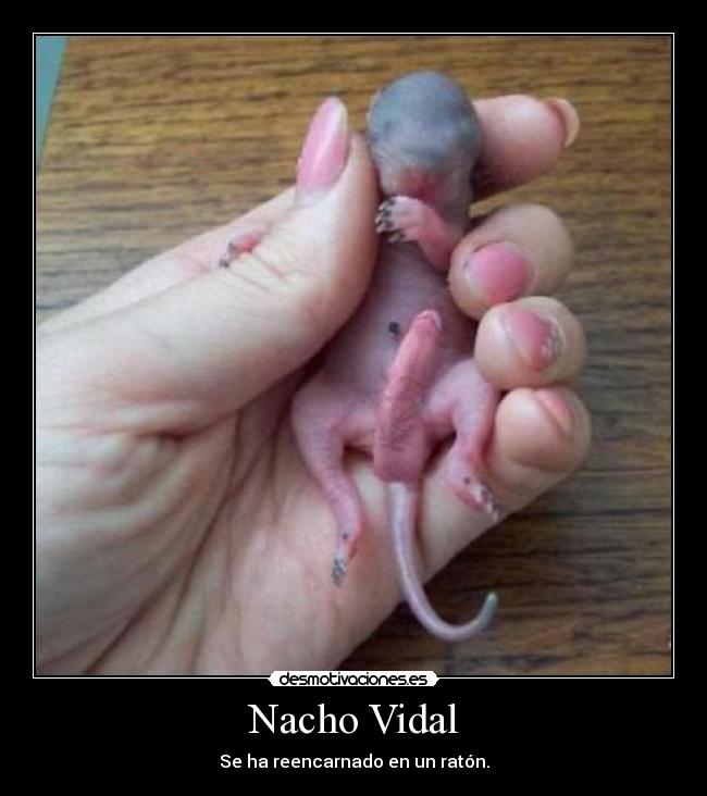 Nacho Vidal - Se ha reencarnado en un ratón.