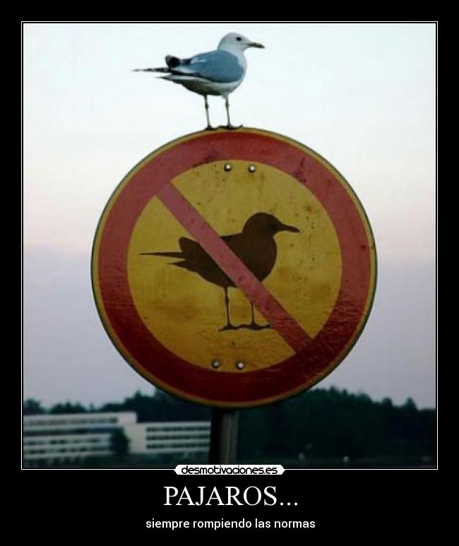 PAJAROS... - siempre rompiendo las normas