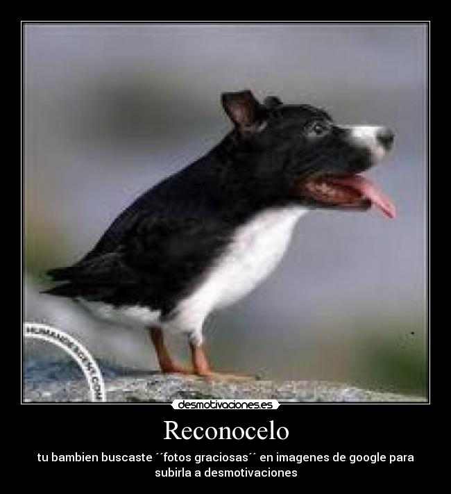 Reconocelo - tu bambien buscaste ´´fotos graciosas´´ en imagenes de google para
subirla a desmotivaciones