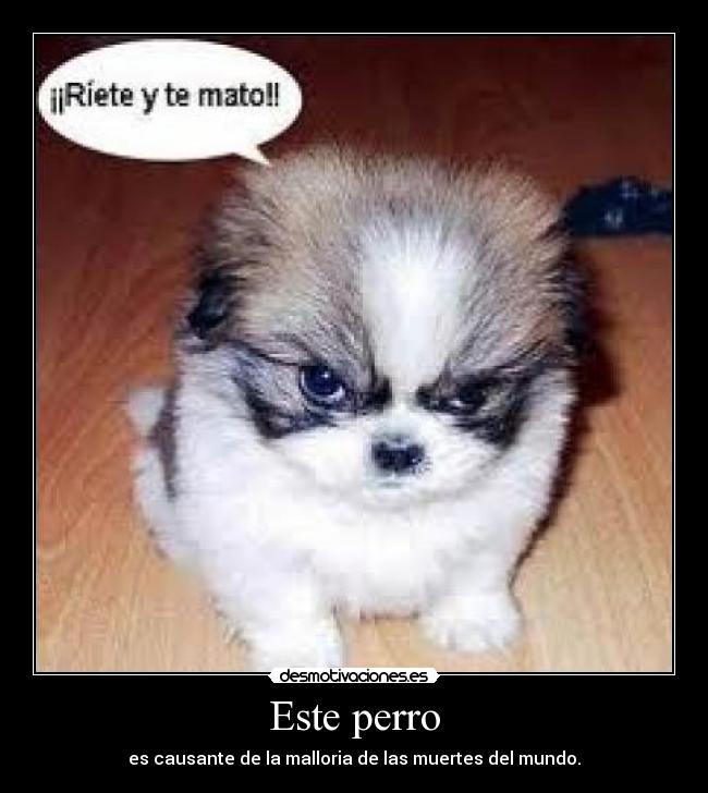 Este perro - 