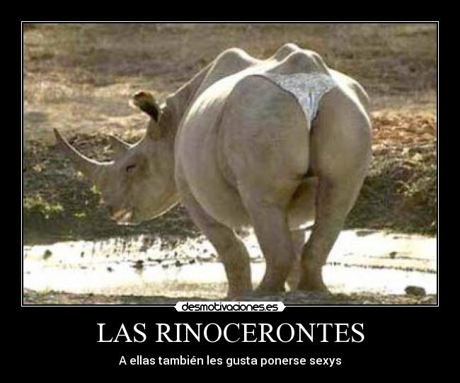 LAS RINOCERONTES -