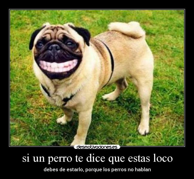 carteles los perros hablan desmotivaciones