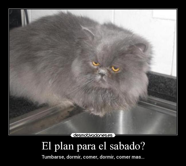 El plan para el sabado? - Tumbarse, dormir, comer, dormir, comer mas...
