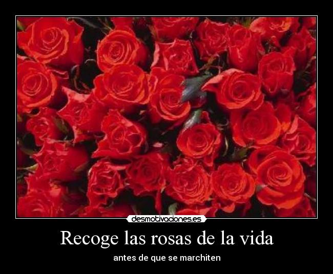 Recoge las rosas de la vida - 