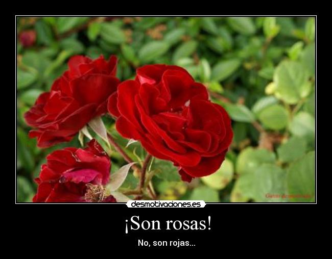 ¡Son rosas! - No, son rojas...