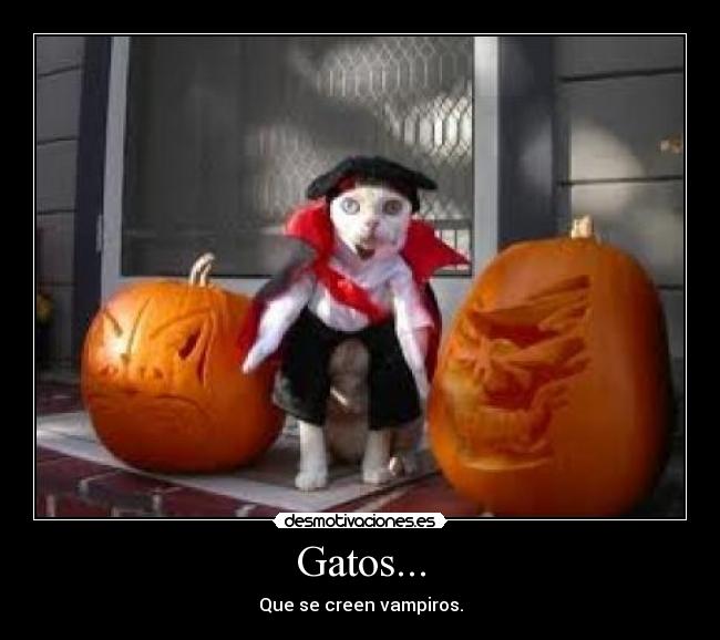 Gatos... -