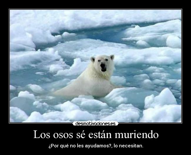 Los osos sé están muriendo -