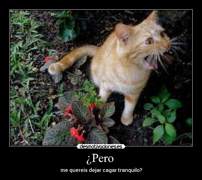 ¿Pero - me quereis dejar cagar tranquilo?