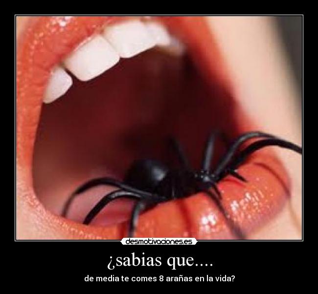 ¿sabias que.... - de media te comes 8 arañas en la vida?