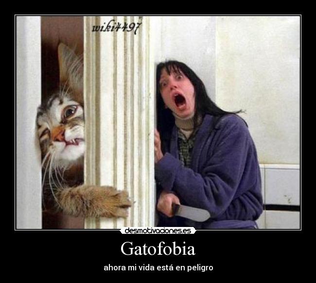 Gatofobia - 