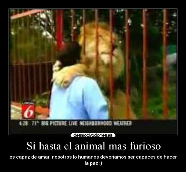 Si hasta el animal mas furioso - es capaz de amar, nosotros lo humanos deveriamos ser capaces de hacer la paz :)