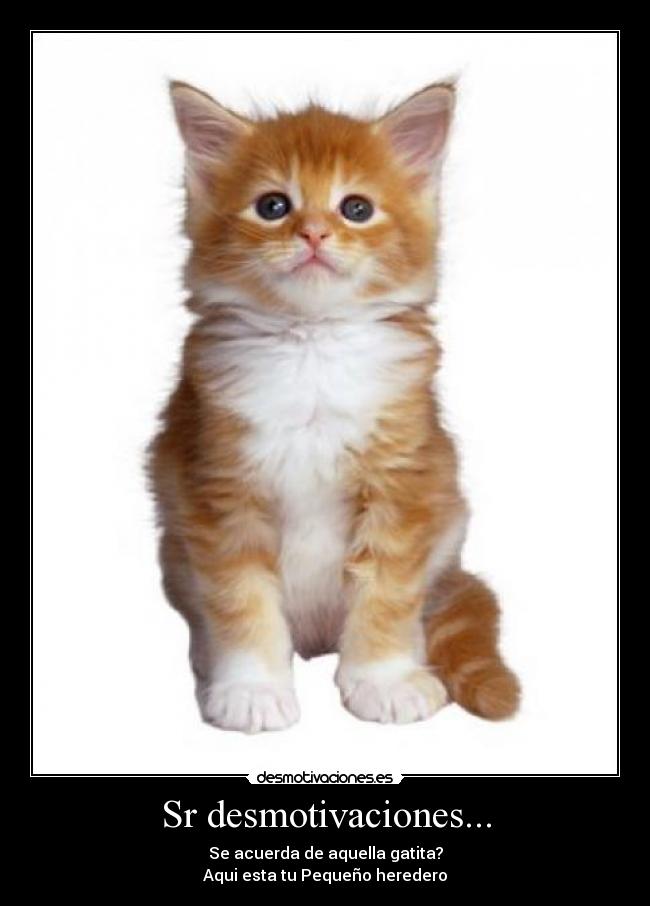 Sr desmotivaciones... - Se acuerda de aquella gatita?
Aqui esta tu Pequeño heredero