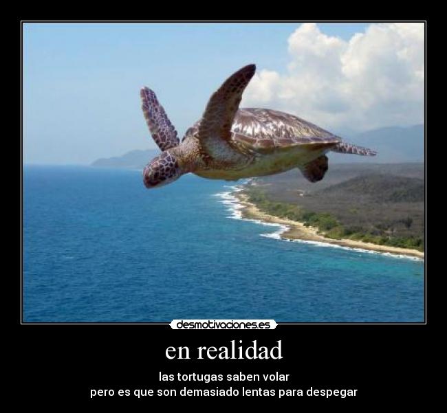 en realidad - las tortugas saben volar
pero es que son demasiado lentas para despegar