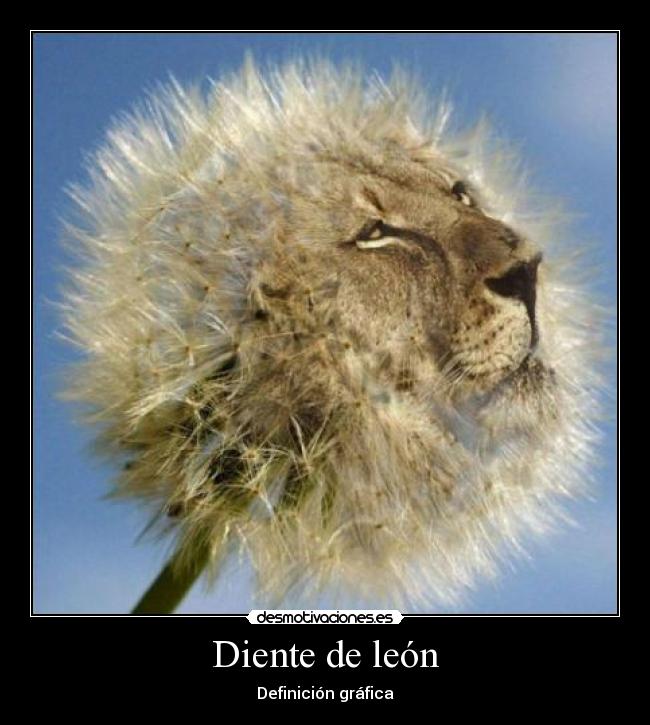 Diente de león - Definición gráfica