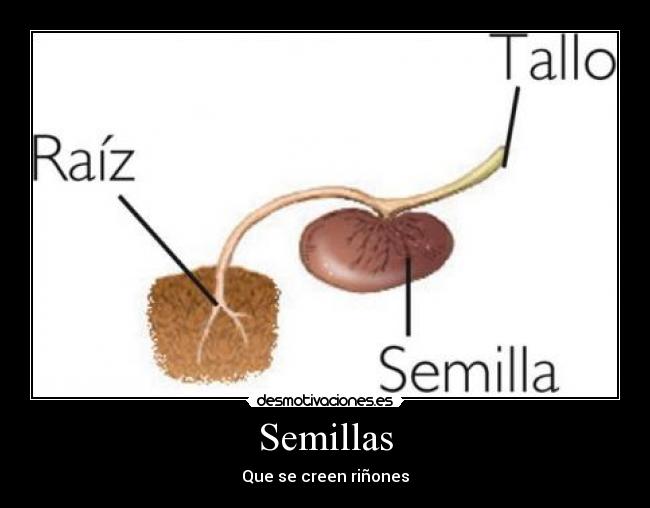 Semillas -