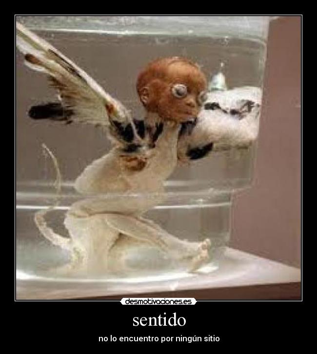 sentido - 