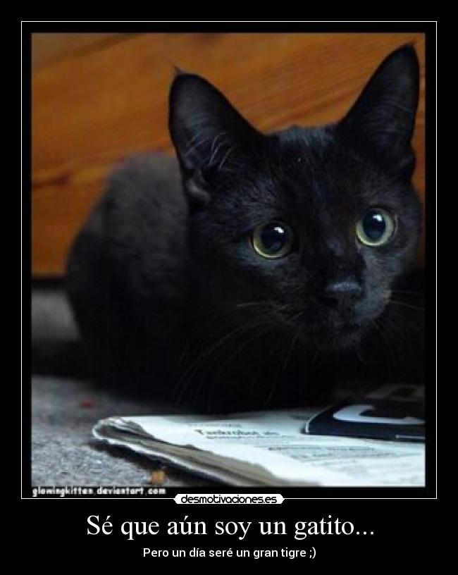 carteles gato tigre desmotivaciones
